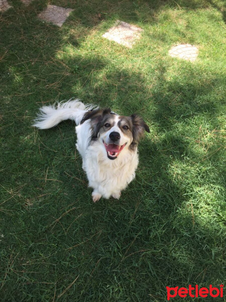 Border Collie, Köpek  Ülkü fotoğrafı