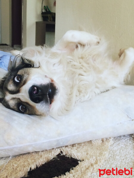 Border Collie, Köpek  Ülkü fotoğrafı