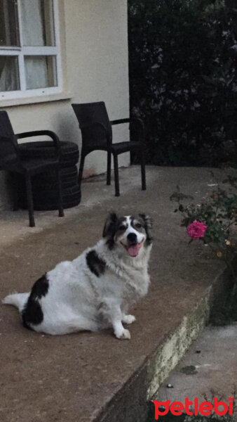 Border Collie, Köpek  Ülkü fotoğrafı