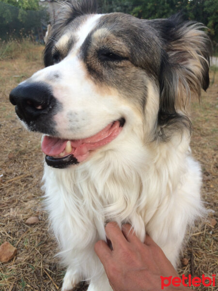 Border Collie, Köpek  Ülkü fotoğrafı