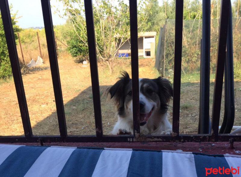 Border Collie, Köpek  Ülkü fotoğrafı