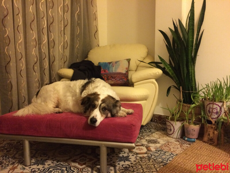 Border Collie, Köpek  Ülkü fotoğrafı