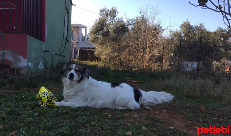 Border Collie, Köpek  Ülkü fotoğrafı