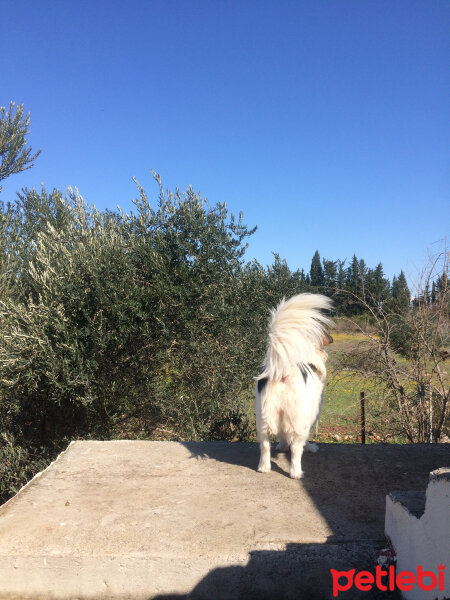 Border Collie, Köpek  Ülkü fotoğrafı