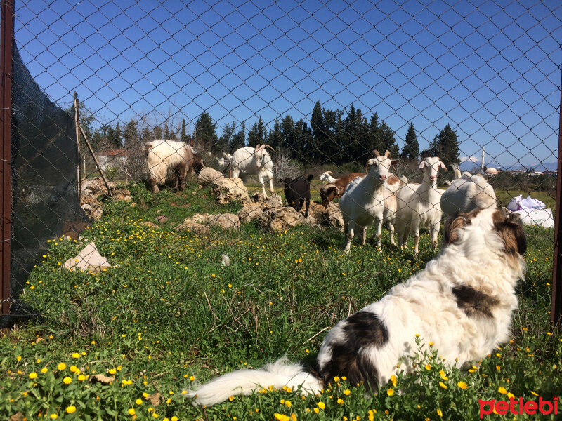 Border Collie, Köpek  Ülkü fotoğrafı