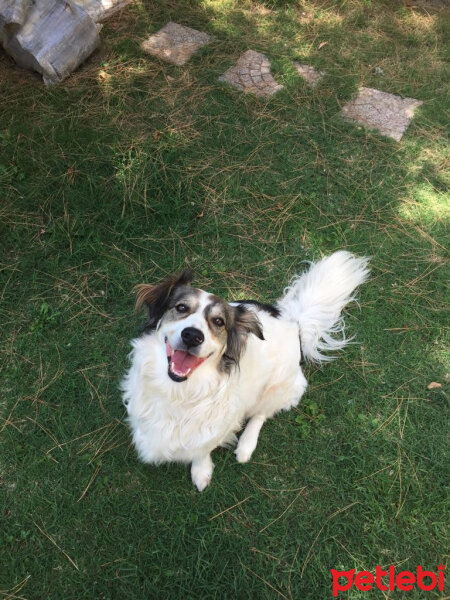 Border Collie, Köpek  Ülkü fotoğrafı