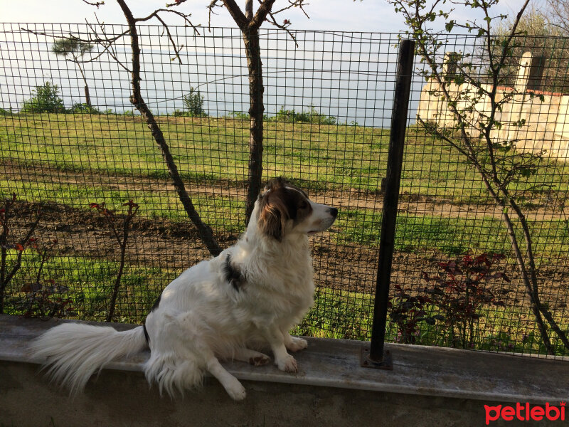 Border Collie, Köpek  Ülkü fotoğrafı