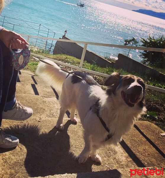 Border Collie, Köpek  Ülkü fotoğrafı