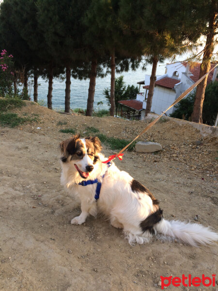 Border Collie, Köpek  Ülkü fotoğrafı