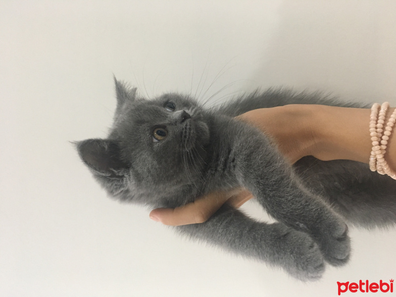 British Shorthair, Kedi  İsimsiz fotoğrafı