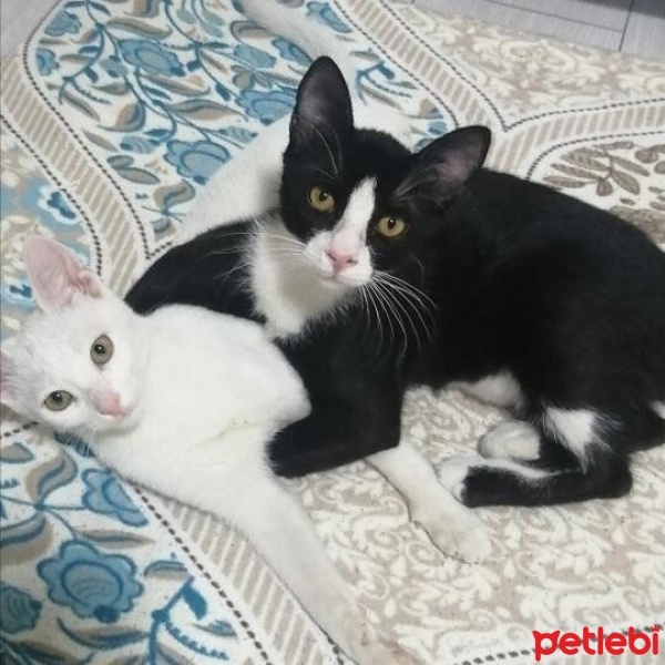 Tekir Kedi, Kedi  Kirli fotoğrafı