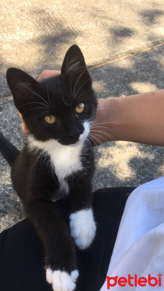 Tekir Kedi, Kedi  Minnoş fotoğrafı