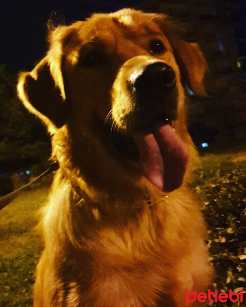 Golden Retriever, Köpek  Michael fotoğrafı