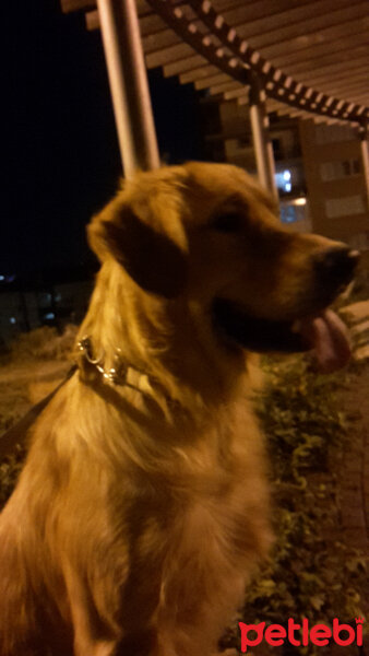 Golden Retriever, Köpek  Michael fotoğrafı