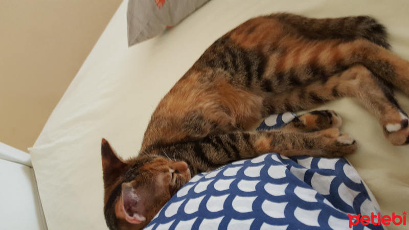 Tekir Kedi, Kedi  Kızım fotoğrafı