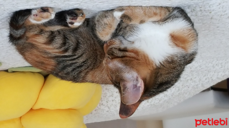 Tekir Kedi, Kedi  Kızım fotoğrafı