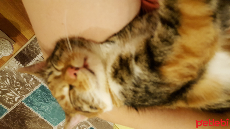 Tekir Kedi, Kedi  Kızım fotoğrafı