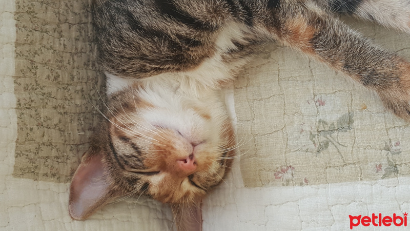 Tekir Kedi, Kedi  Kızım fotoğrafı