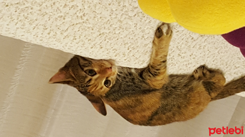 Tekir Kedi, Kedi  Kızım fotoğrafı