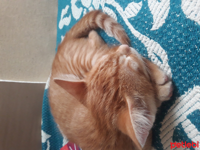 Tekir Kedi, Kedi  Poyraz - Karneli aşılı- kg bilmiyorum fotoğrafı