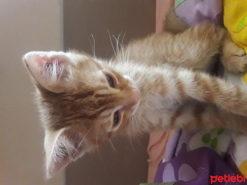 Tekir Kedi, Kedi  Poyraz - Karneli aşılı- kg bilmiyorum fotoğrafı
