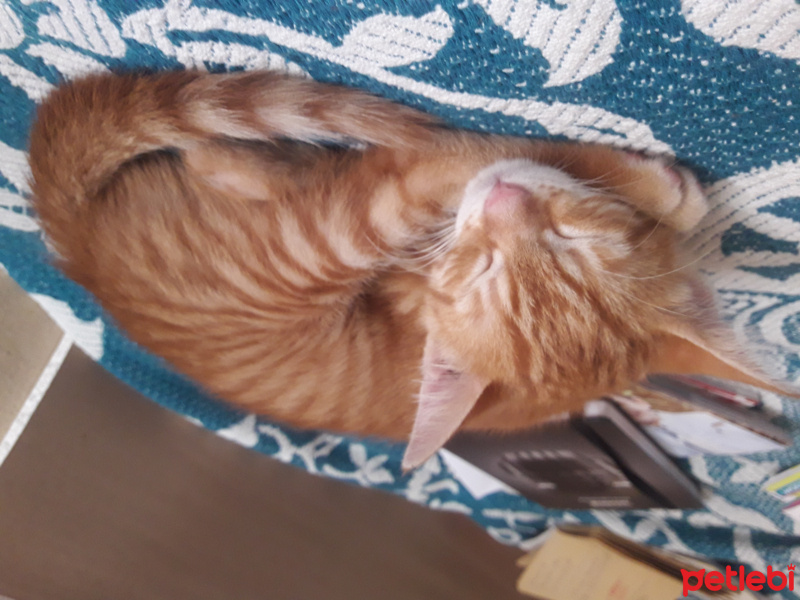 Tekir Kedi, Kedi  Poyraz - Karneli aşılı- kg bilmiyorum fotoğrafı