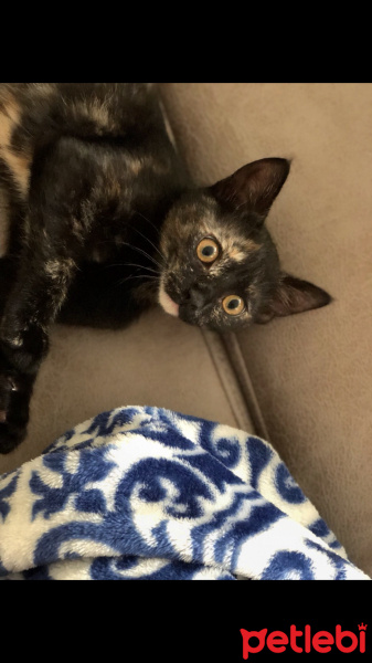 Tekir Kedi, Kedi  Çamur fotoğrafı
