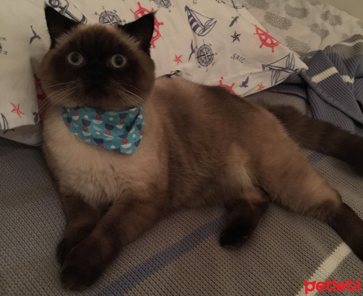 Siyam Kedisi, Kedi  Mia fotoğrafı