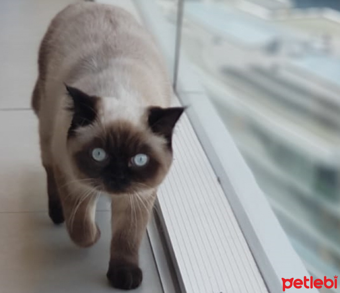 Siyam Kedisi, Kedi  Mia fotoğrafı