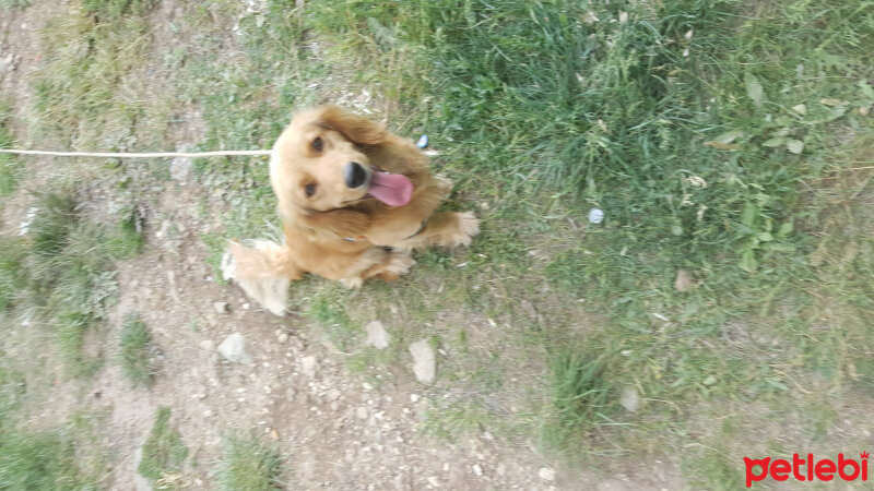 İngiliz Cocker Spaniel, Köpek  sarı fotoğrafı