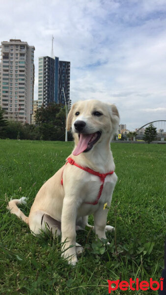 Maltese, Köpek  Odi fotoğrafı