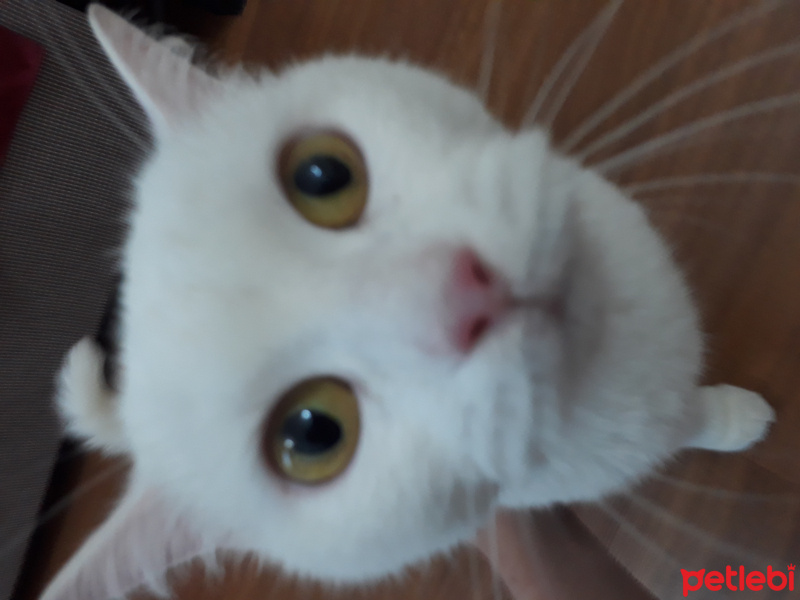 Ankara Kedisi, Kedi  Pamuk fotoğrafı
