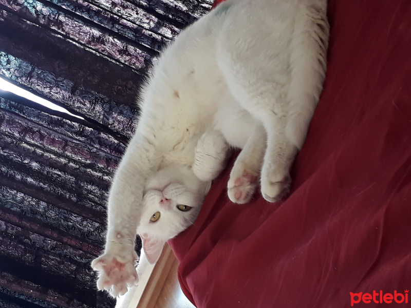 Ankara Kedisi, Kedi  Pamuk fotoğrafı