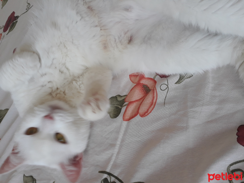 Ankara Kedisi, Kedi  Pamuk fotoğrafı