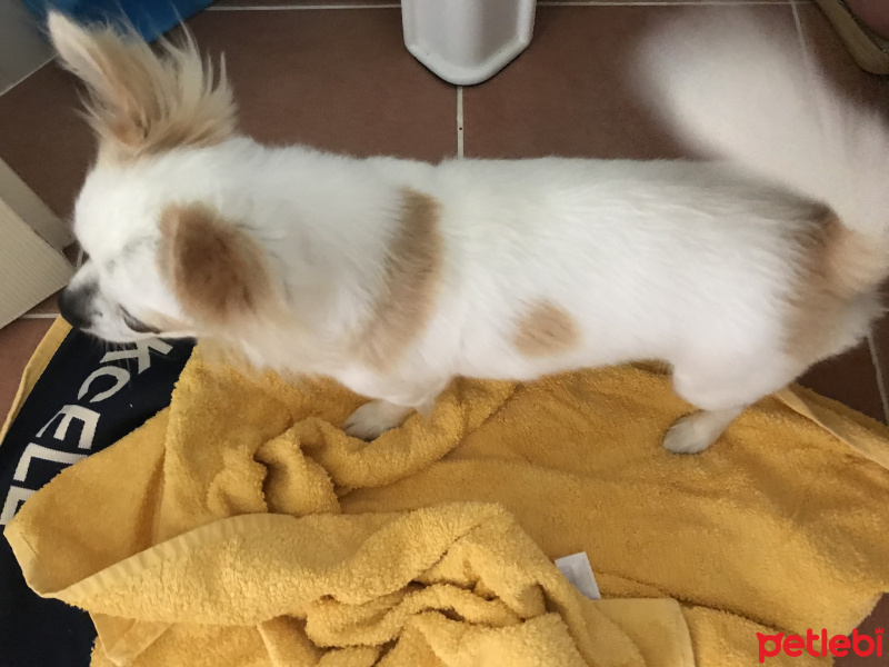 Chihuahua, Köpek  Luke fotoğrafı