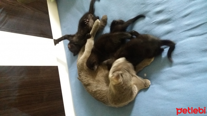 Tekir Kedi, Kedi  Zeytinlerim fotoğrafı