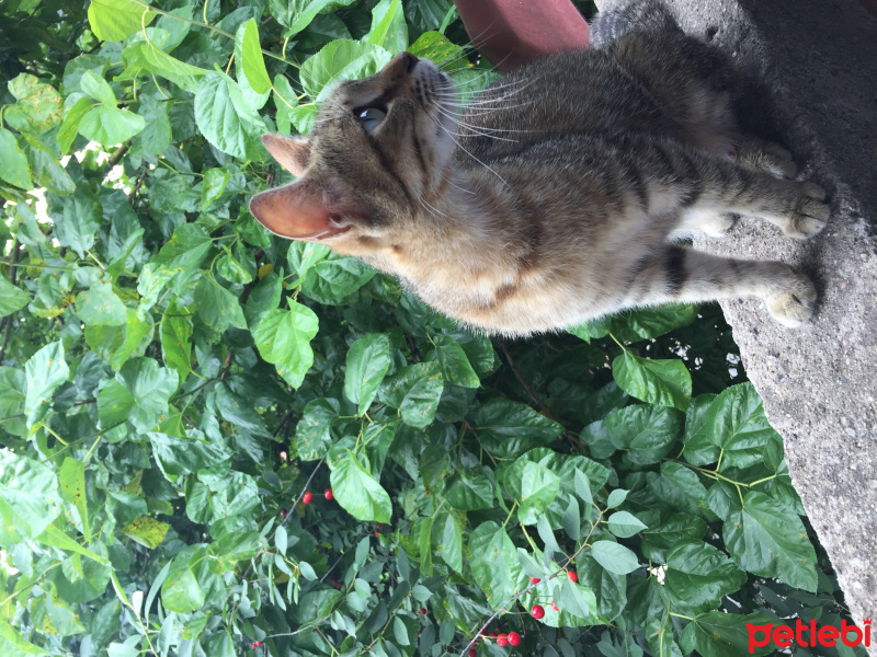 Tekir Kedi, Kedi  Mino fotoğrafı