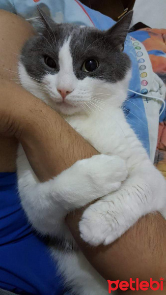 American Wirehair, Kedi  Duman fotoğrafı