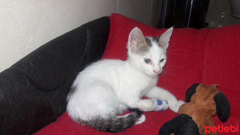 Tekir Kedi, Kedi  Henuz ismi yok fotoğrafı