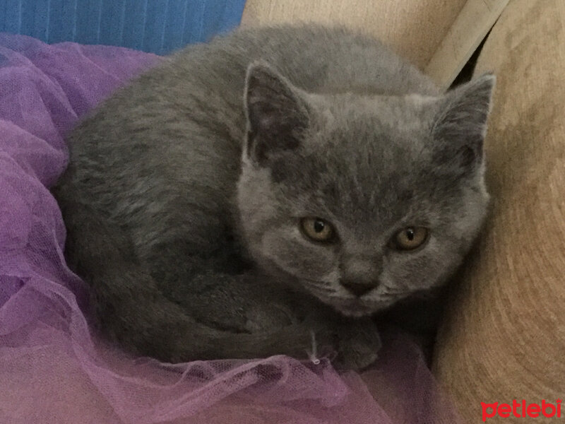 British Shorthair, Kedi  Ponçik fotoğrafı