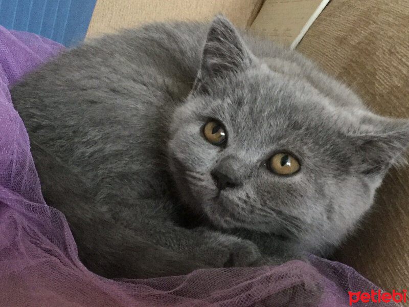 British Shorthair, Kedi  Ponçik fotoğrafı