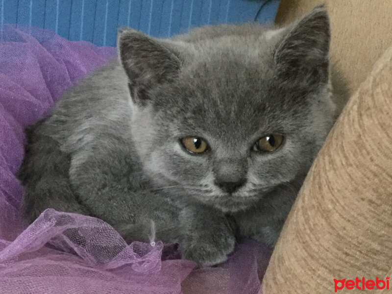 British Shorthair, Kedi  Ponçik fotoğrafı