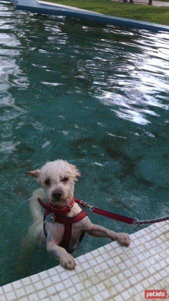 Maltese, Köpek  Romeo fotoğrafı