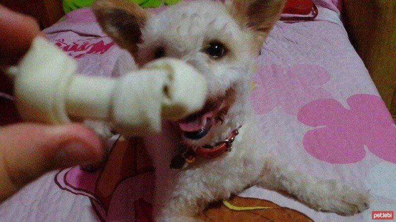 Maltese, Köpek  Romeo fotoğrafı