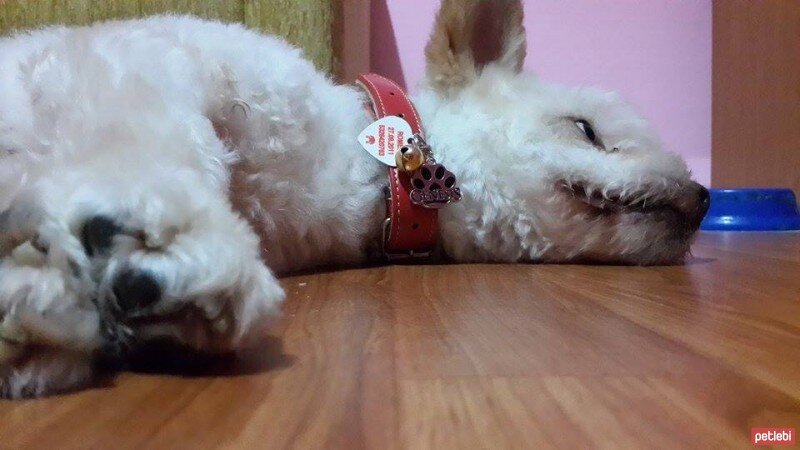 Maltese, Köpek  Romeo fotoğrafı