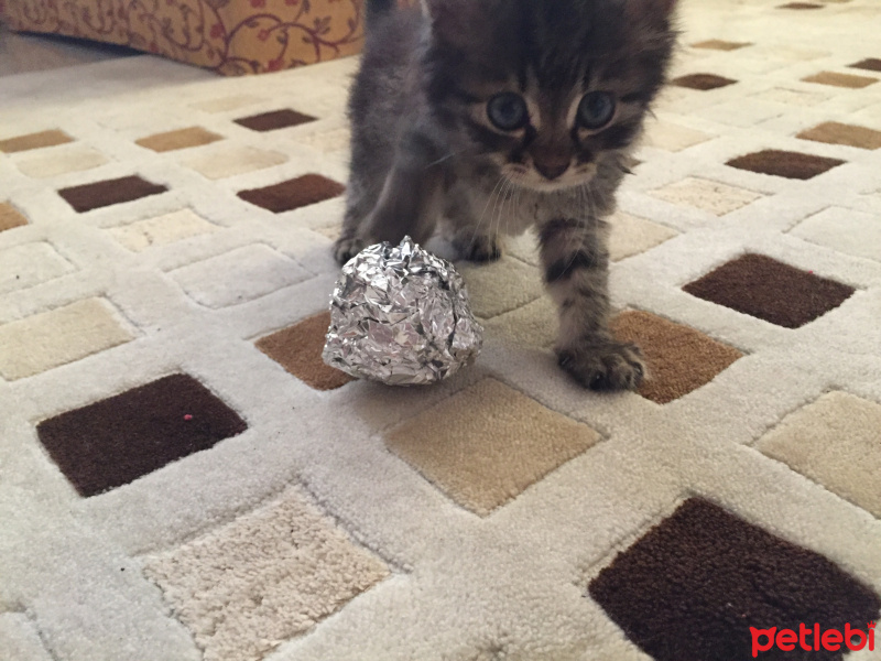 Tekir Kedi, Kedi  Puding fotoğrafı