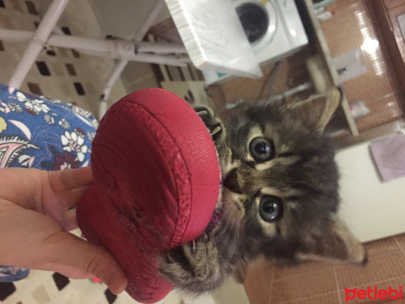 Tekir Kedi, Kedi  Puding fotoğrafı