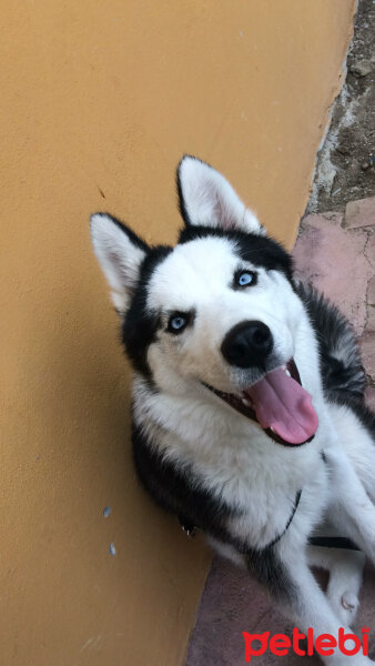 Sibirya Kurdu (Husky), Köpek  Spike fotoğrafı