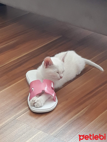 Tekir Kedi, Kedi  Sultan fotoğrafı