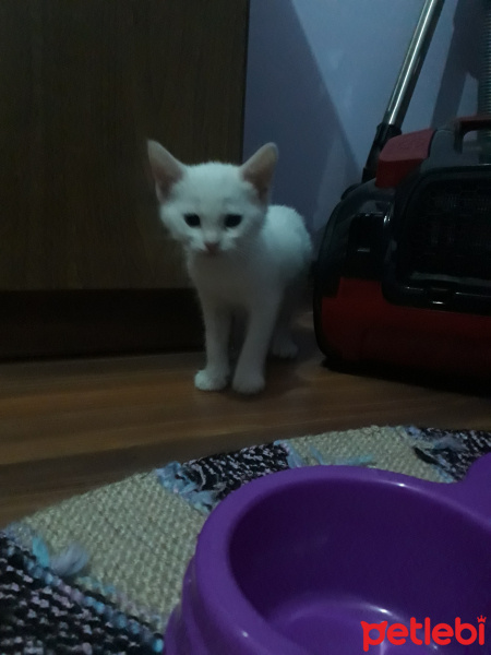 Tekir Kedi, Kedi  Sultan fotoğrafı